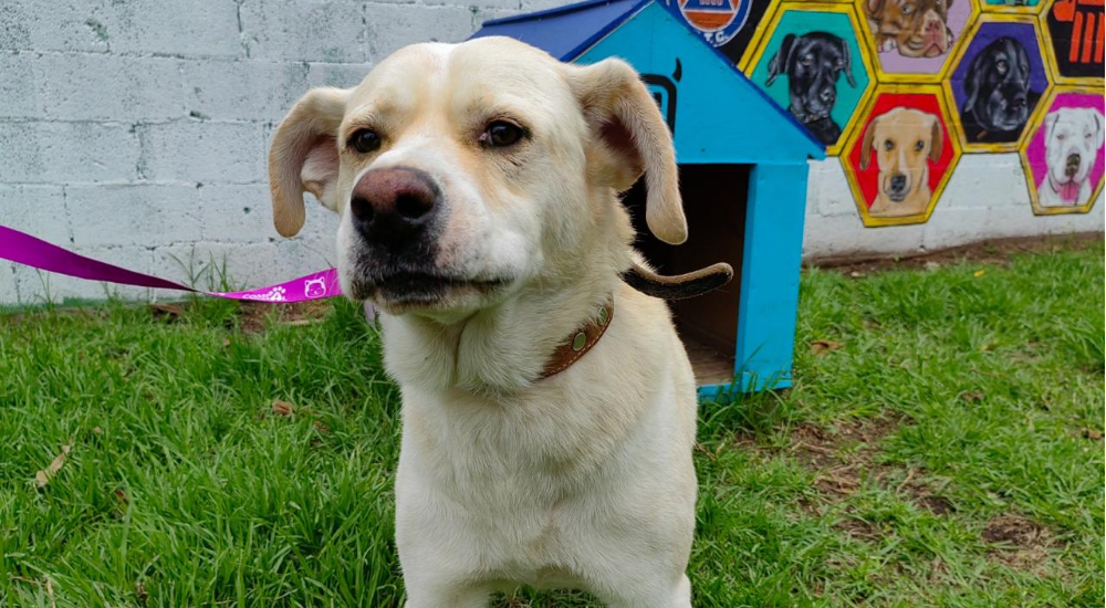 Metro CDMX invita a adoptar perritos rescatados de las vías