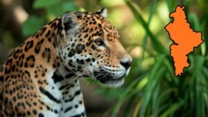 Captan jaguar en General Terán y confirman su presencia