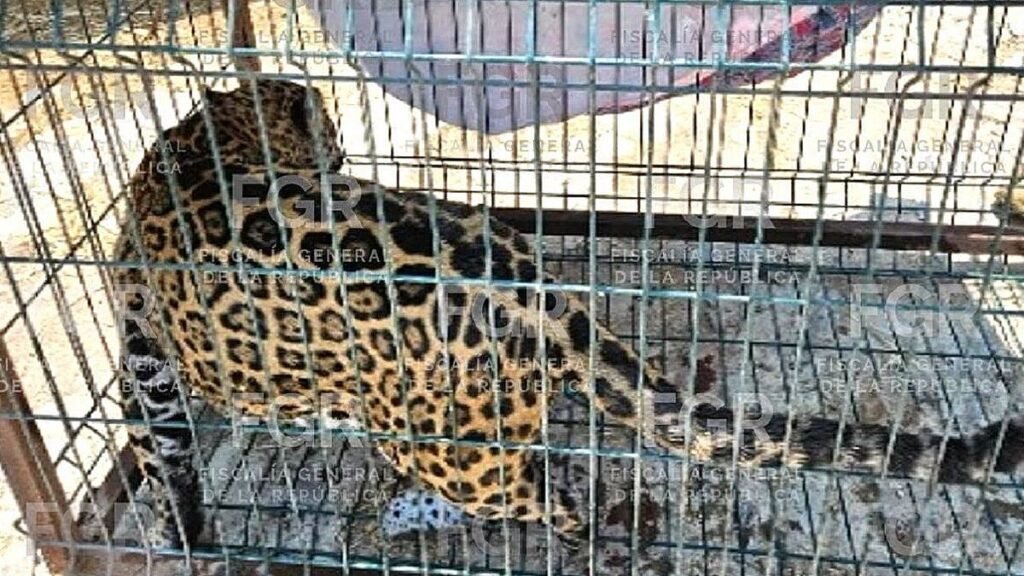 FGR asegura un puma y un jaguar en Zapopan por rugidos inquietantes