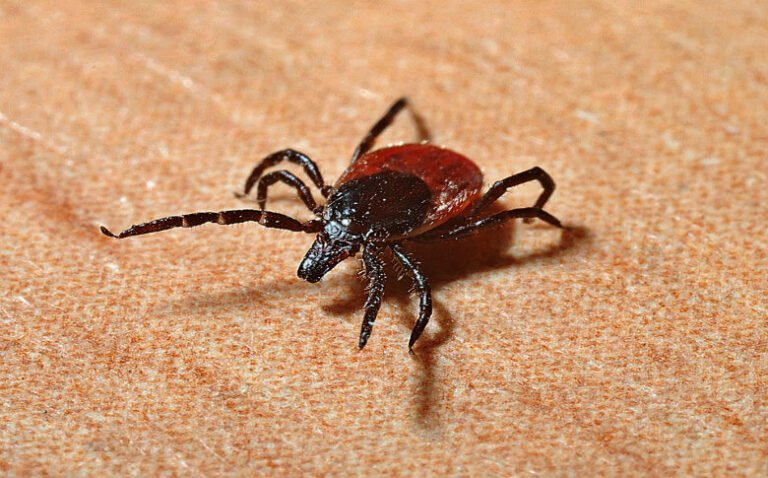 Adolescente fallece por rickettsiosis en Nuevo León; Salud alerta sobre garrapatas