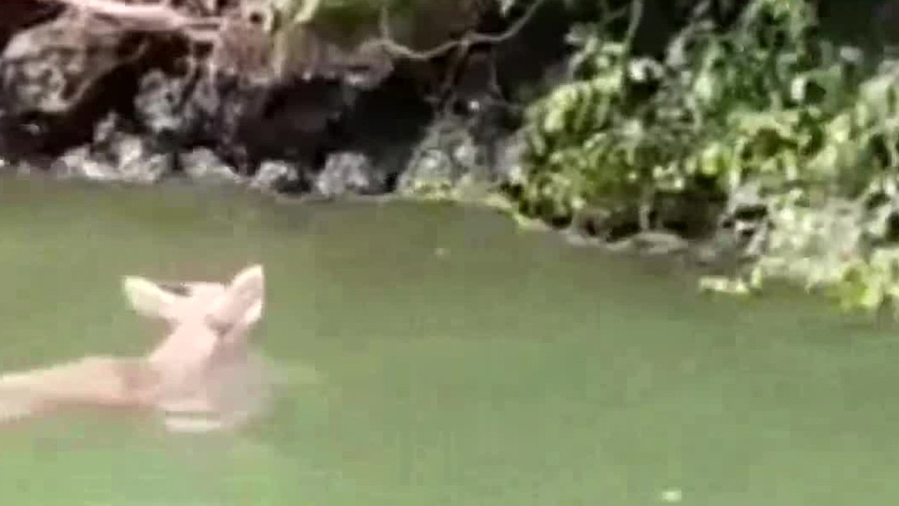 Un venado fue captado nadando en el río Grijalva, generando asombro entre los visitantes del Cañón del Sumidero.
